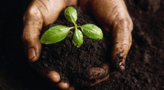 Для чего нужна растениям почва