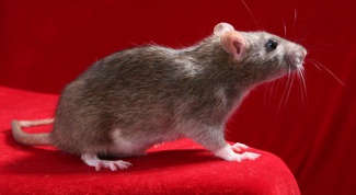 Как лечить домашних крыс
