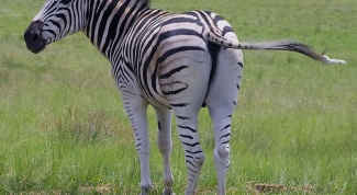 Почему зебра полосатая