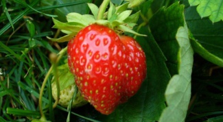 Why dry strawberries