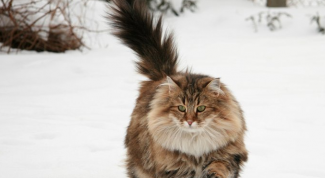 Как отличить норвежскую кошку от других