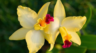 Как пересадить орхидею в горшок