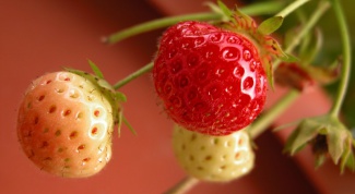 Why is the strawberry grows small