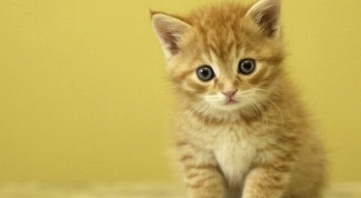 How to get rid of fleas in a kitten