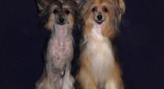 How to care for a Chinese crested dog