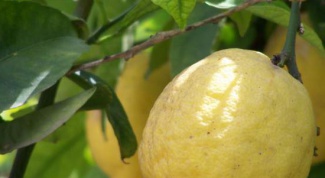 How to grow lemon from seeds