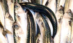How to pickle mackerel
