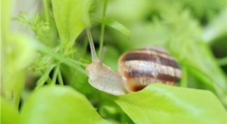 How to get rid of snails