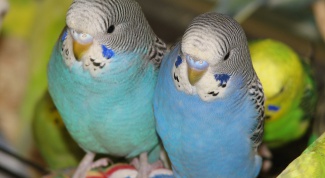 Как различить волнистых попугаев