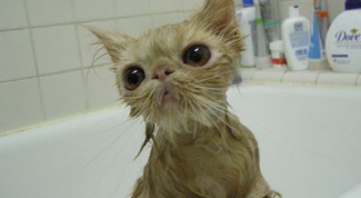 Как мыть кота