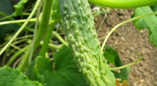 How to plant cucumbers