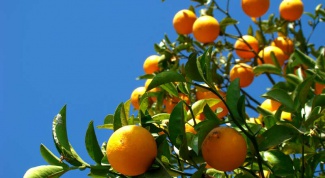 How to grow orange