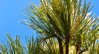 How to grow a pine tree