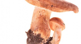 Как вырастить в домашних условиях грибы