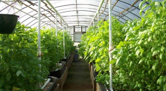 How to grow vegetables in greenhouses