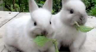 Как кормить декоративных кроликов
