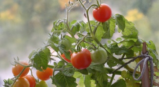 How to plant tomatoes