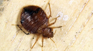 How to get rid of bed bugs bed