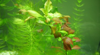 How to get rid of algae in aquarium