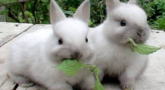 Как кормить кроликов