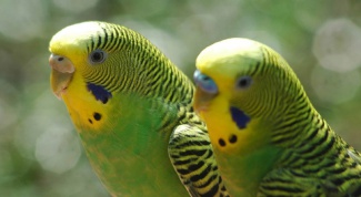 How to treat wavy parrot