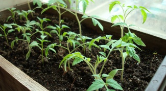 Как подготовить семена томатов