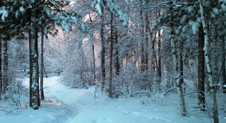 Как выжить в лесу зимой