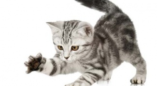How to wean a kitten to bite and scratch