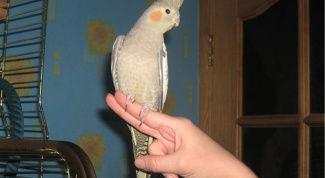 Как научить попугая садиться на руку