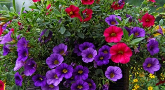 How to grow Petunia from seed