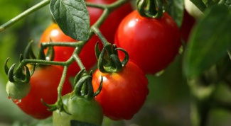 How to grow tomatoes in a greenhouse
