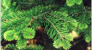 How to plant spruce