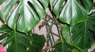 How to propagate monstera