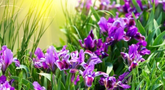 How to plant irises