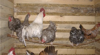 How to build a chicken coop for chickens