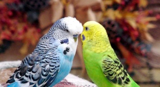Как развести волнистых попугаев
