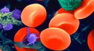 Как поднять лейкоциты крови?