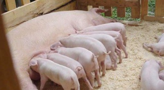 Как разводить свиней
