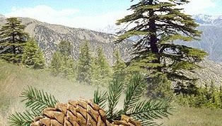 How to plant cedar
