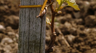 Как посадить виноград из черенка
