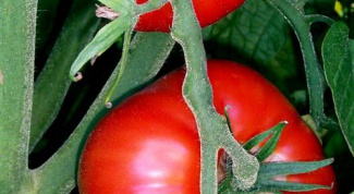 How to grow tomatoes on the windowsill