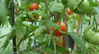 Как вырастить помидоры в открытом грунте
