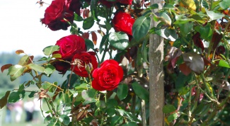 How to plant roses