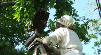 Как сделать ловушки для пчёл