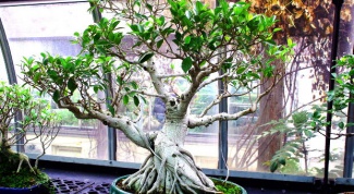 How to grow bonsai at home