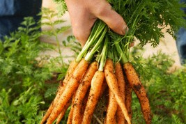 Как посадить морковь