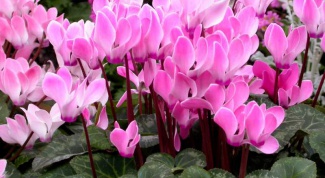 How to grow cyclamen from seed