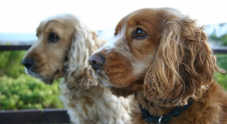 How to teach a Spaniel