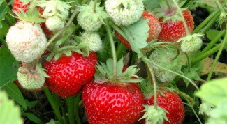 How to fertilize strawberries