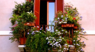 Как украсить балкон цветами